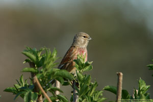 Hämpling, Linaria cannabina